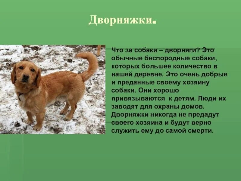 Проект русский язык 3 класс собака Важная роль собаки в жизни человека защитник друг и источник радости