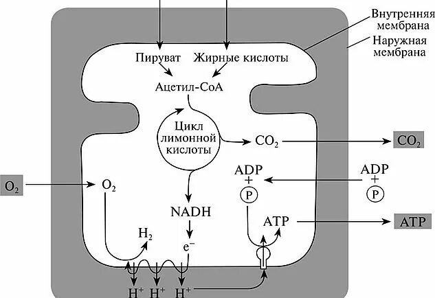 Тренировка митохондрий. Внутренняя мембрана митохондрий. схема процессов в митохондриях. строение митохондрий биохимия. клеточное дыхание схема.