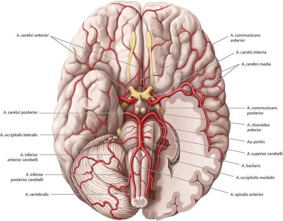 Задняя нижняя мозжечковая артерия анатомия. Сосуды головного мозга анатомия атлас. Кровоснабжение головного мозга артерия латынь. Arteria vertebralis анатомия. Какая артерия кровоснабжает мозг