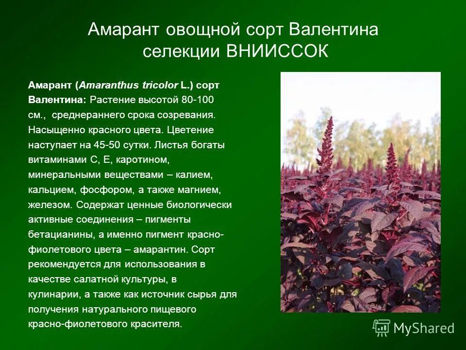 Амарант применение. Амарант овощной шестидесятник. амарант овощной крепыш.