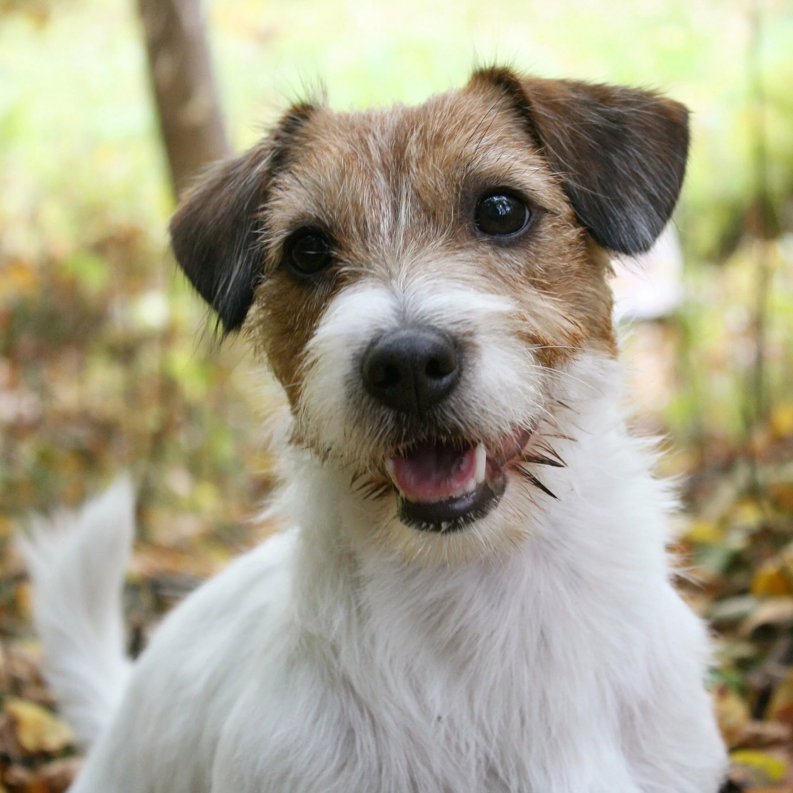 Джек-рассел-терьер жесткошерстный. Джек рассел терьер жеско шорстный. Джек-рассел-терьер жесткошерстный. Джек рассел терьер жеско шорстный. Жесткошерстный рассел терьер.