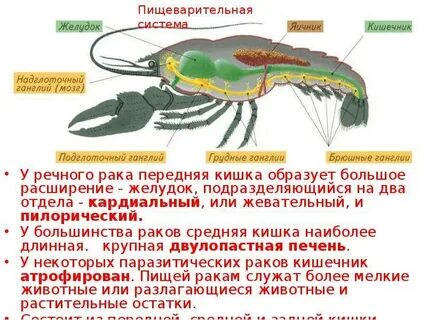 Членистоногие способ добывания пищи