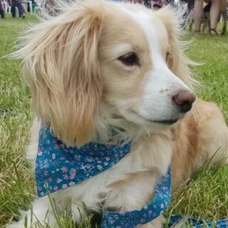 Blonde dog