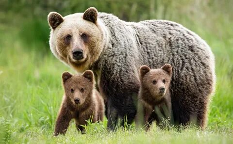 Much bears