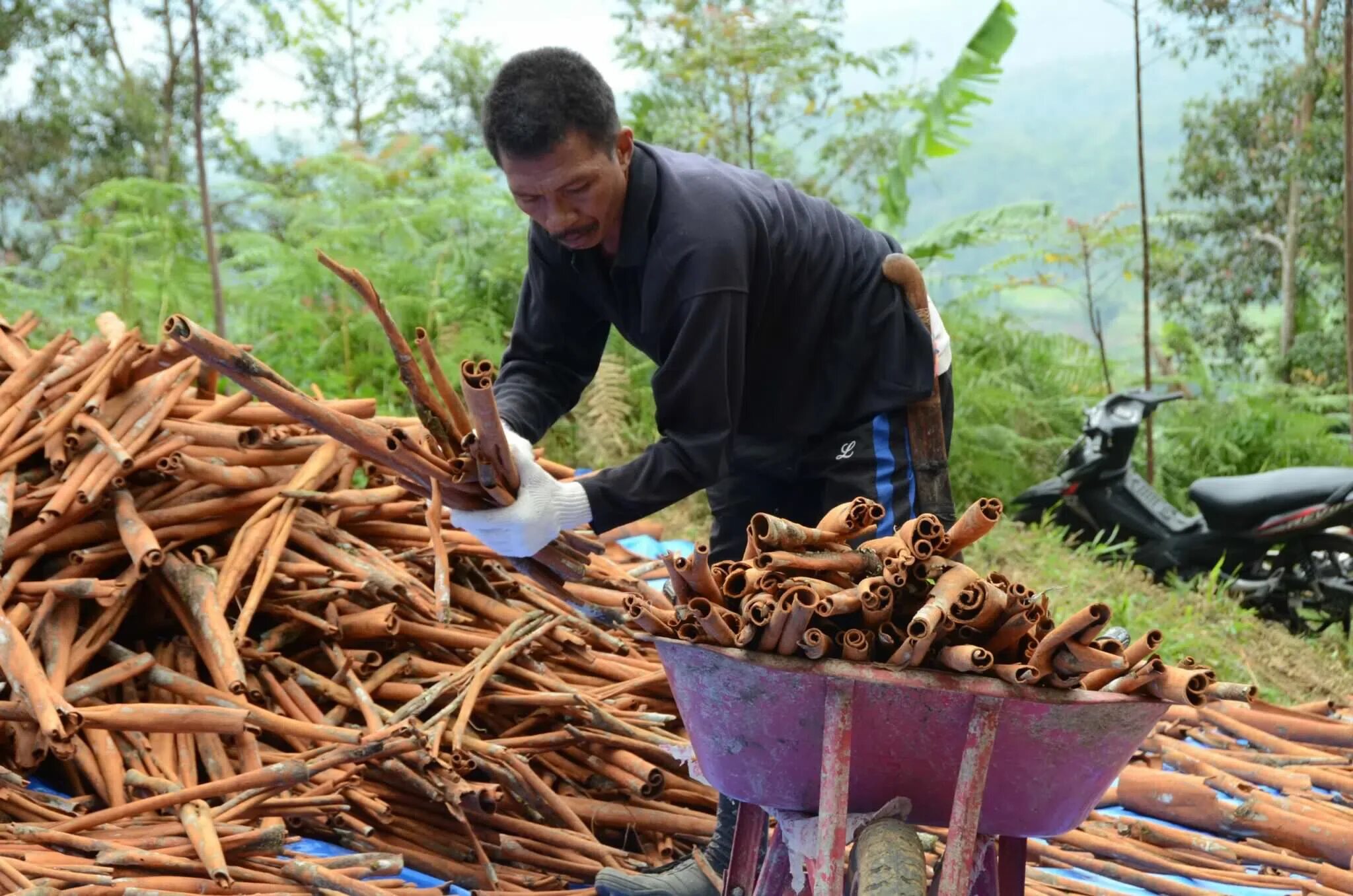Коричник цейлонский дерево. Коричник чжэцзянский. Коричник цейлонский дерево. Цейлонская корица дерево. Коричное дерево шри-ланка.