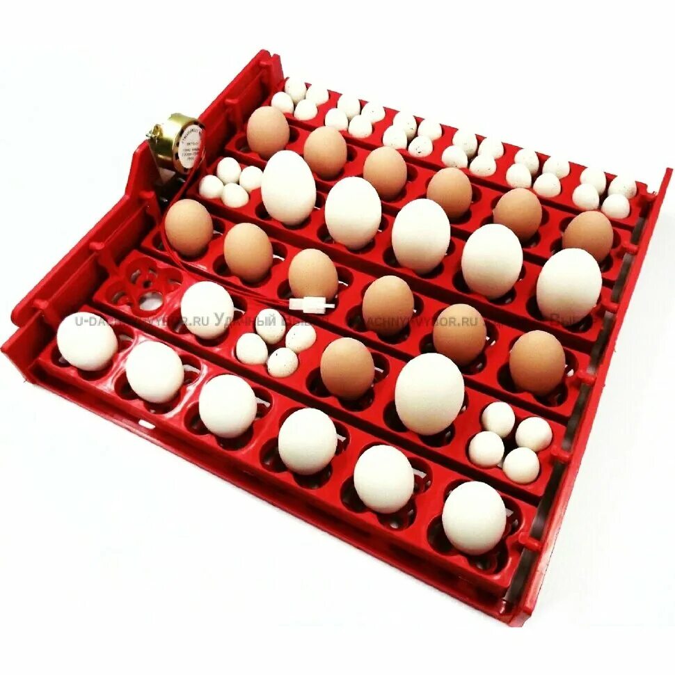 Инкубатор для перепелиных яиц автоматический. Лотки для инкубатора на 150 яиц. Лоток для перепелиных яиц для инкубатора. Лотки для инкубатора NBF. Инкубатор для перепелиных яиц купить