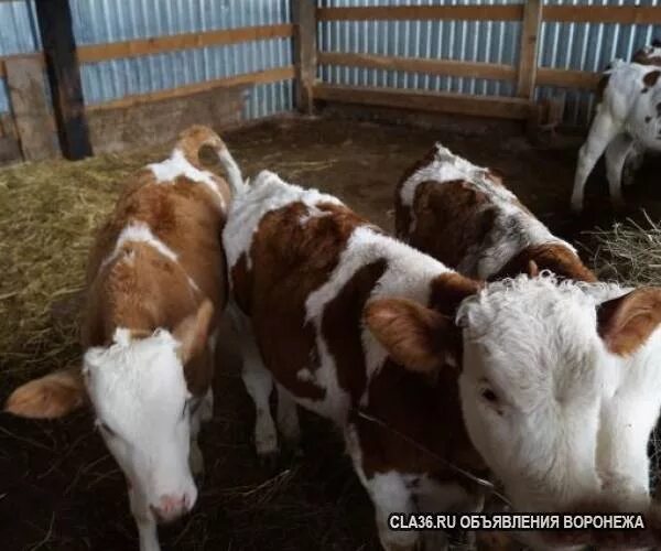 Купить бычков в воронежской области. Воронежские бычки. Украинцы в с бычок Воронежской обл. Авито Волгоградская область Калач-на-Дону телята бычки. Продам Бычков Воронежская.