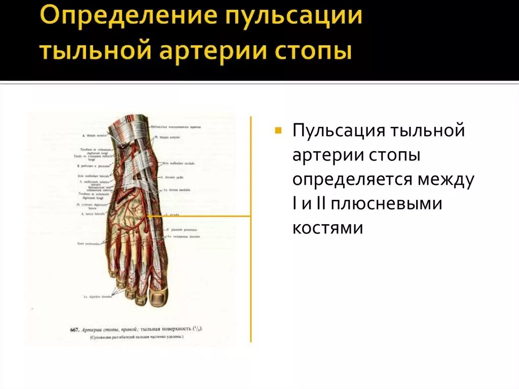 Пульсация тыльной артерии стопы. Тыльная артерия стопы пульс. Определение пульса на тыльной артерии стопы. Пульсация артерий тыла стопы. Пульсация артерий стопы