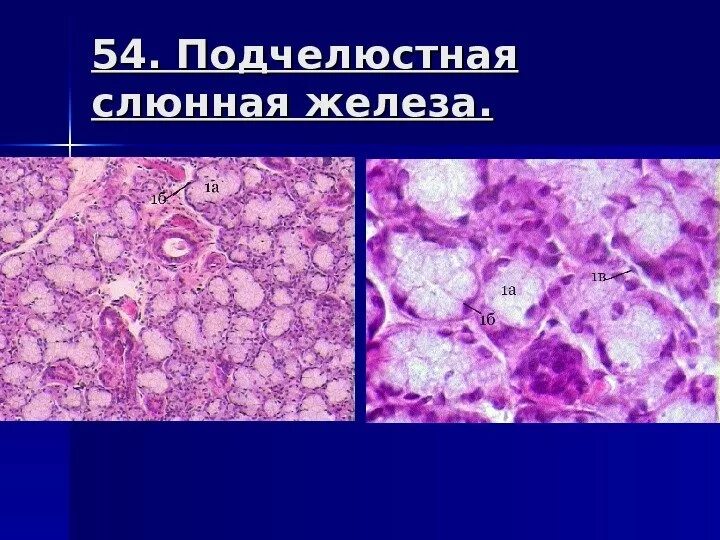 Подъязычной железы гистология. Подъязычной железы гистология