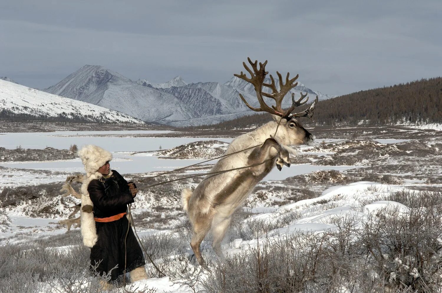 Северный олень байкальский заповедник. Северный олень. Эвенки оленеводы. Биосферный заповедник убсунурская котловина тыва. Олень северный лесной сибирский – rangifer tarandus angustifrons.