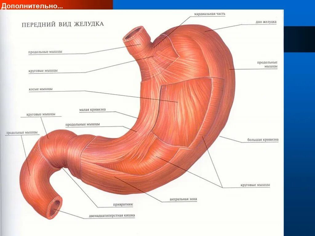 Наличие гладких мышц в стенках желудка. Мышечная оболочка желудка анатомия. Мышечный слой стенки желудка анатомия. Строение мышечной оболочки желудка. Продольные мышцы желудка.