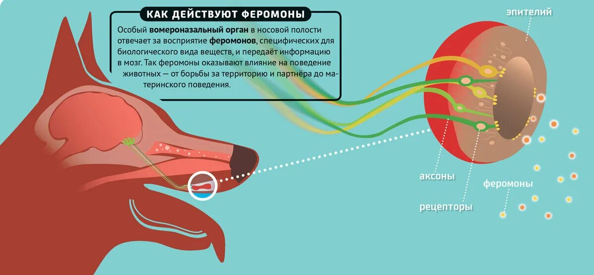 Вомероназальный орган у собак. Вомероназальный орган у человека. Феромоны животных. Орган полового обоняния.