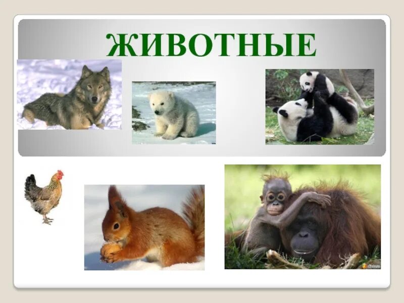 Животные урок 5 класс. Животное царство. Животных 5 класс. Царство зверей биология. Биология тема животные.