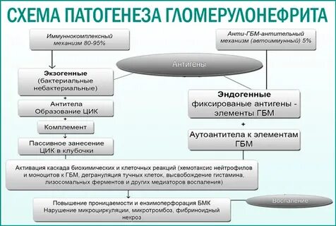 Гломерулонефрит патогенез