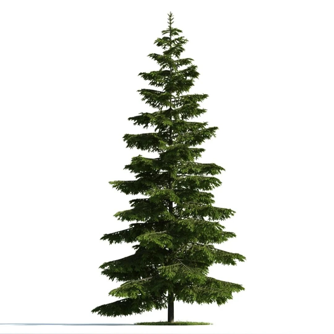 Tree 40. Archmodels vol. 176. evermotion vol 176. archmodels tree. archmodels v001.