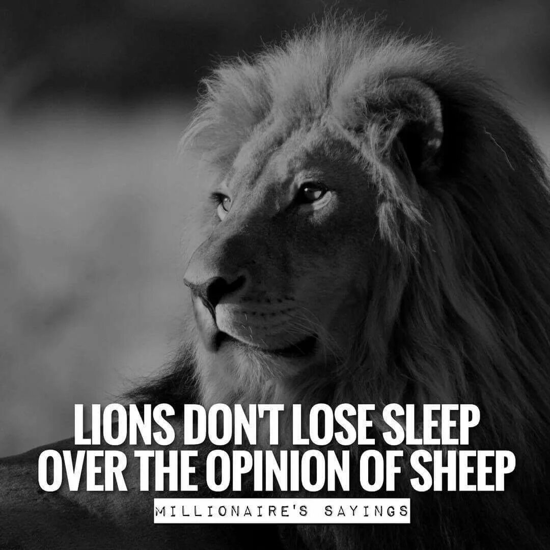 Lost more перевод. A Lion never loses Sleep over the opinion of Sheep тату. WELLGOOD мотивация Лев. Мем Лев смотрит в сторону. Cringe Lion Motivation.