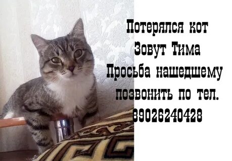 Тима котик