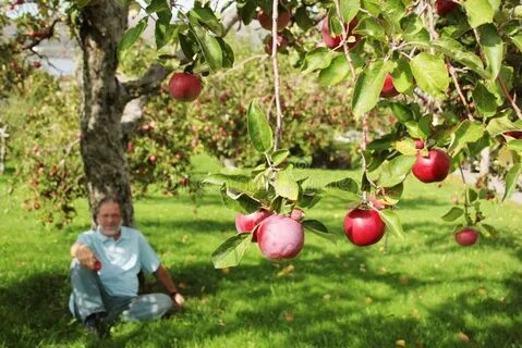 Яблоня от яблони мужское