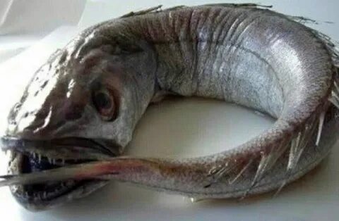 Вот почему хек продают без головы. КУМЕРТАУ 24