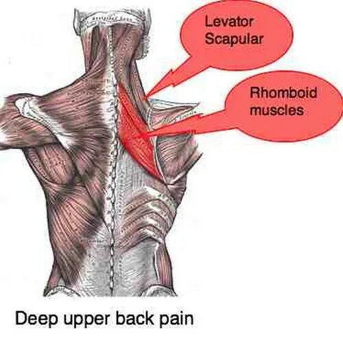 Почему дергается плечо. Мышца поднимающая лопатку. Мышцы спины. Мышца приводящая лопатку. Ромбовидная мышца и мышца поднимающая лопатку.