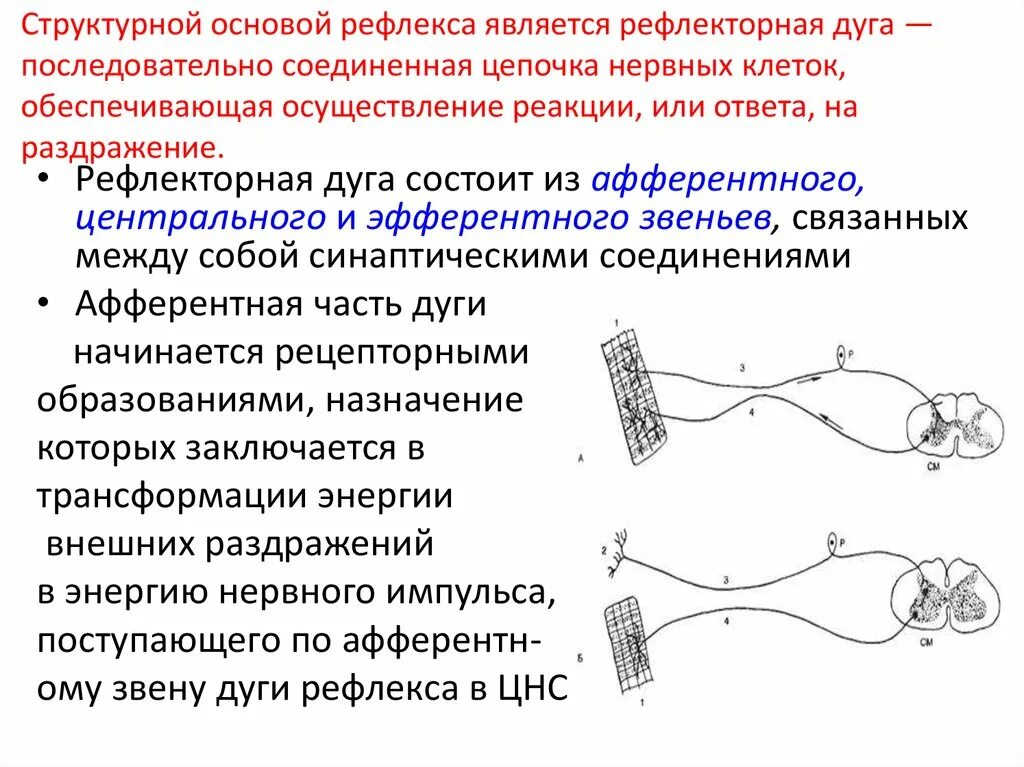 Последовательность нервного импульса по рефлекторной дуге. Структура и функции рефлекторной дуги. схема рефлекторной дуги центральное звено. нервный центр рефлекса рефлекторной дуги. двухнейронная рефлекторная дуга.