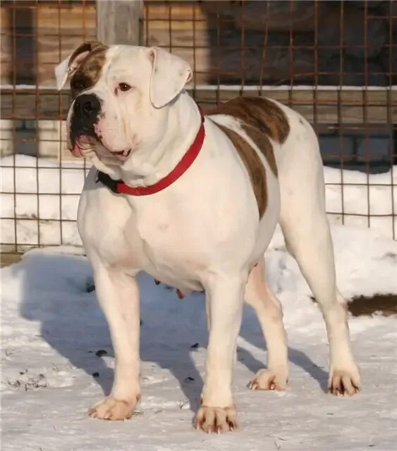 Бультерьер стандарт щенки. Ch ua. Шелти собака черная. Ch ua. Доберман чемпион мира армани.