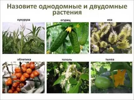 Огурец это двудомное растение