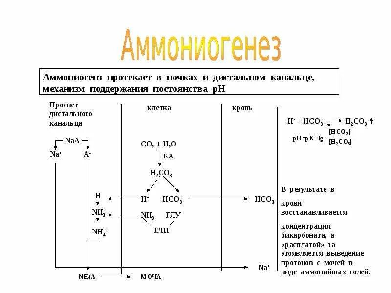 Аммониогенез. Ацидогенез и аммониогенез. аммониогенез в почках схема. схема аммониогенеза.