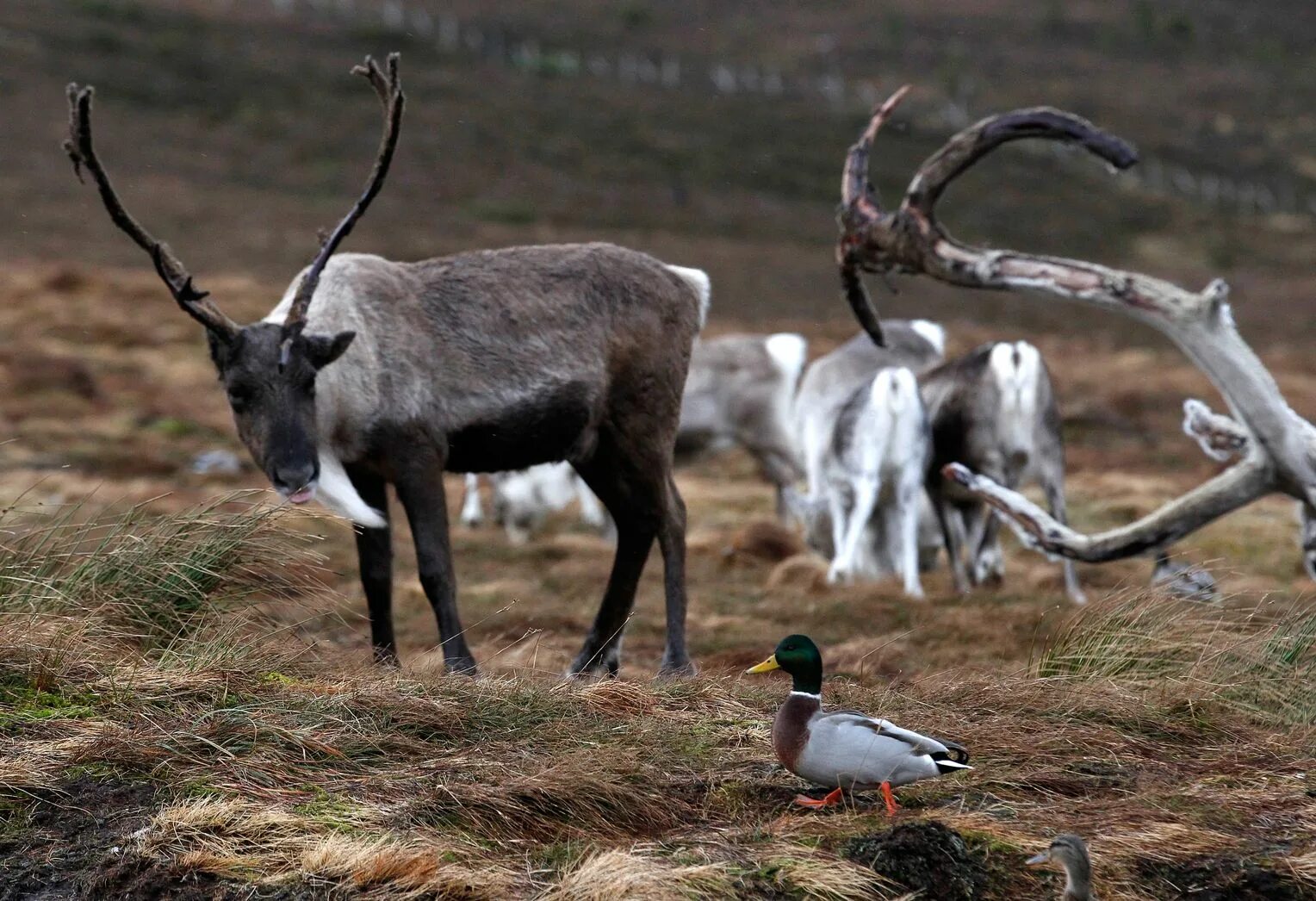 Олени таймыр. Северный олень сахалина. Благородный олень стадо. Благородный олень стадо. Стадо пятнистых оленей.