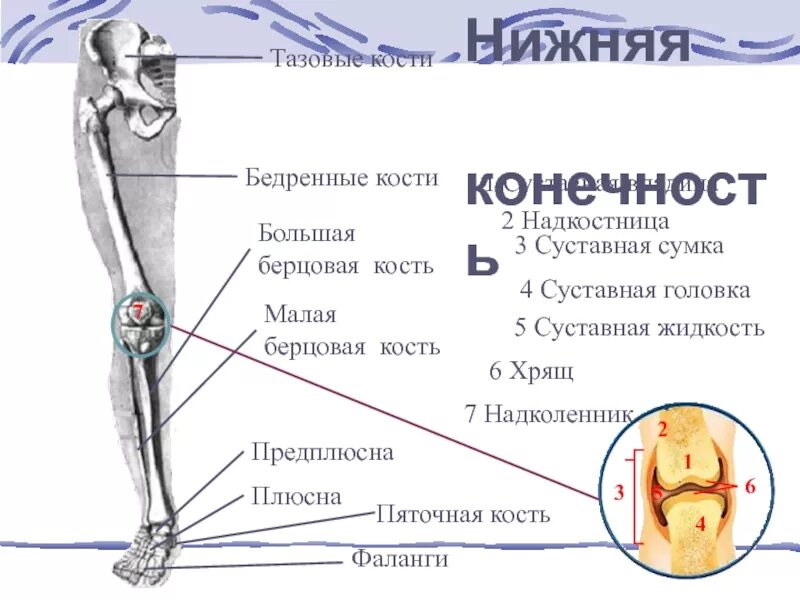 Находится берцовая кость