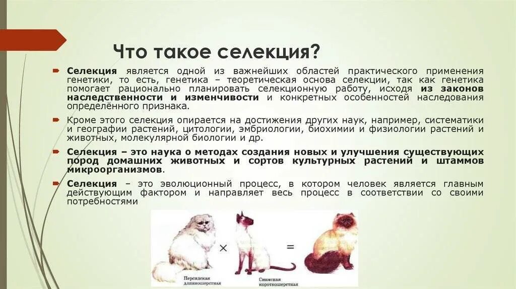 Наука о методах создания новых сортов