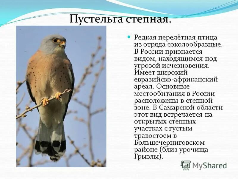 пустельга книга. пустельга книга. сокол пустельга обыкновенная. степная пустельга falco naumanni fleischer, 1818. степна́я пустельга́ falco naumanni.