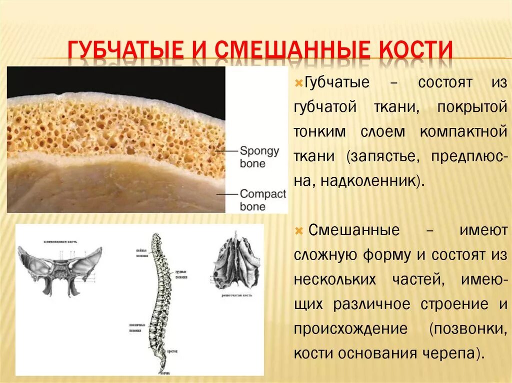 Ребра трубчатые. Губчатые кости. Строение губчатых костей. Строение зубчатых Косте. Губчатый.