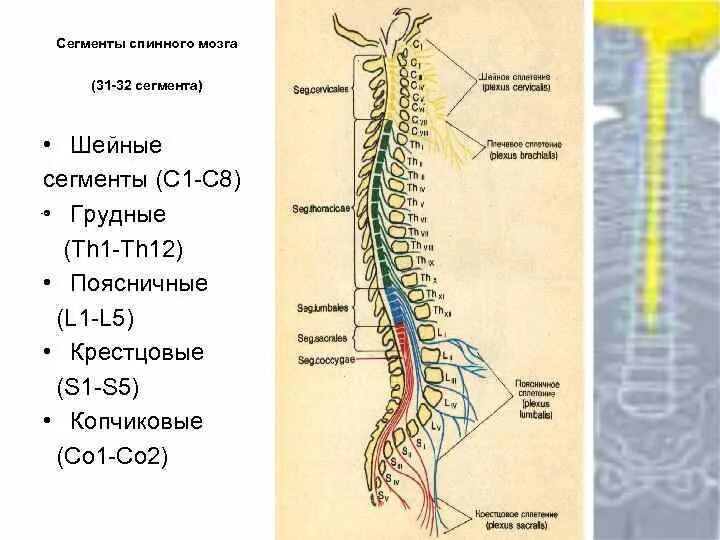 Сегменты кратко. Сегменты s1 s2 спинного мозга. C8 l2 сегменты. S2-s4 сегментов спинного мозга. Рефлекторная функция копчикового сегмента спинного мозга.