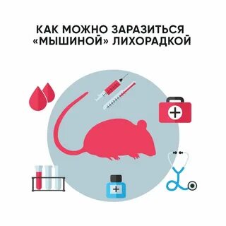 Как можно заразиться мышиной лихорадкой