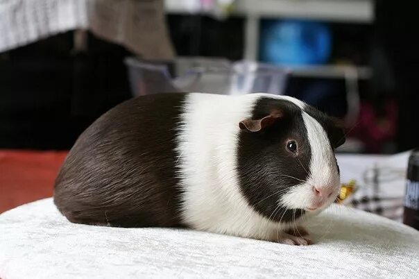 File:Guinea pig (1).jpg - Wikimedia Commons