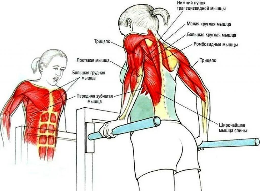 Отжимания на брусьяз мышц. Отжимания на брусьях какие мышцы задействуются. Брусья мышцы задействованы. Брусья группы мышц. Какие мышцы работают при отжимании на брусьях в картинках.