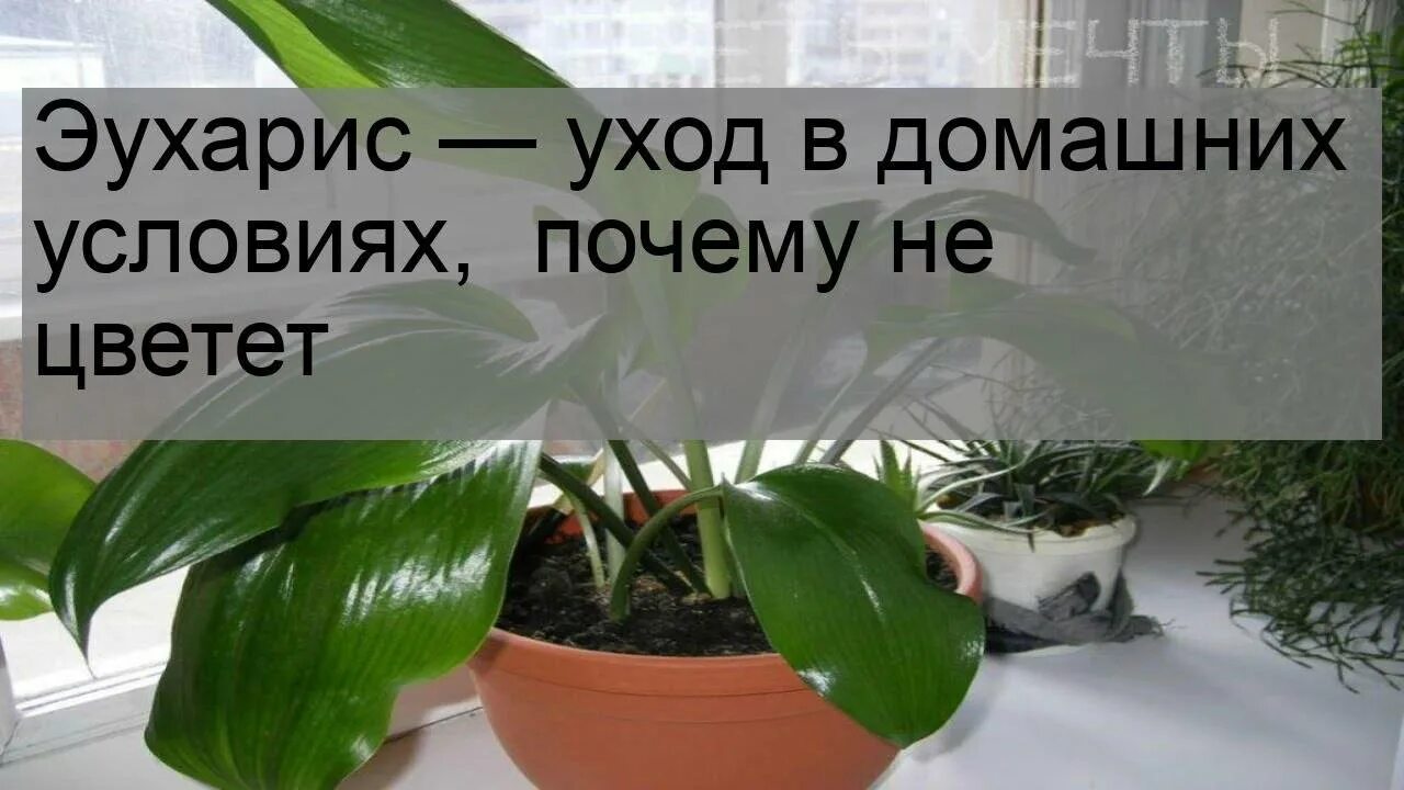 Эухарис как ухаживать в домашних условиях. Эухарис Амазонская Лилия. Эухарис беззубчатый. Эухарис Амазонская Лилия голубой. Эухарис отросток.