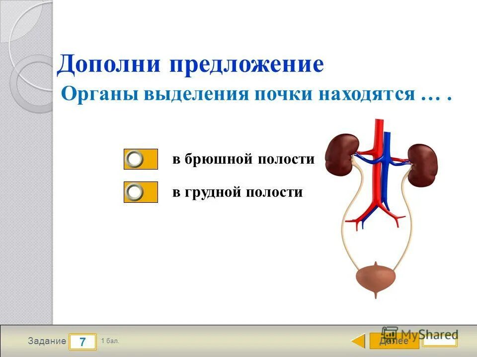 Тест по биологии 8 класс кожа. Функции выделительной системы человека 8 класс. Выделительная система человека задания. Выделительная система человека. Тест по биологии органы выделения.