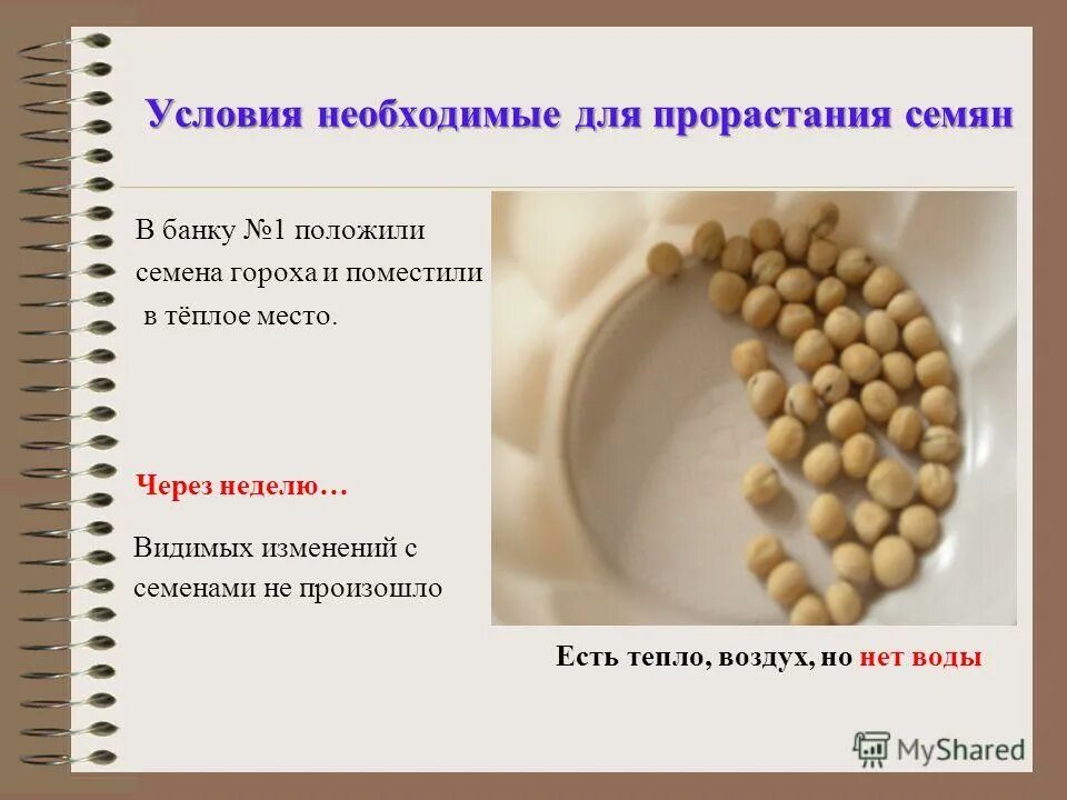 Опыт горох и вода. Экспериментатор измельчил семена гороха. Экспериментатор измельчил семена гороха. Биология опыт прорастания семян гороха. Экспериментатор измельчил семена гороха.