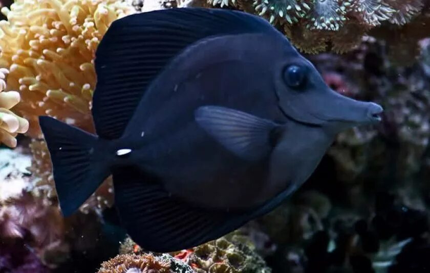 Бывает черная рыба. Аквариумная рыбка зебрасома. Черная зебрасома. Зебрасома Джардини. Рыба зебрасома синяя.