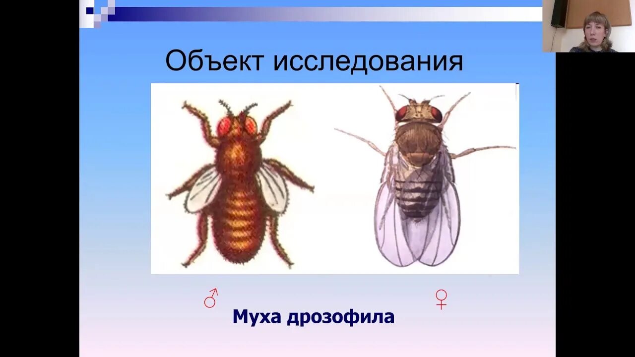 Сцепленное наследование мухи дрозофилы. Муха дрозофила опыт. Опыты т. Эксперимент томаса моргана. Опыты с дрозофилами.