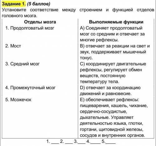 Функции отделов головного мозга. Функции отделов головного мозга таблица. Таблица строение и функции отделов головного мозга человека. Отделы головного мозга структура и функции таблица. Таблица отдел мозга особенности строения функции