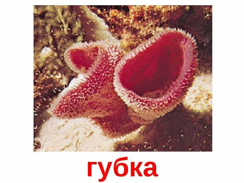 Половые органы