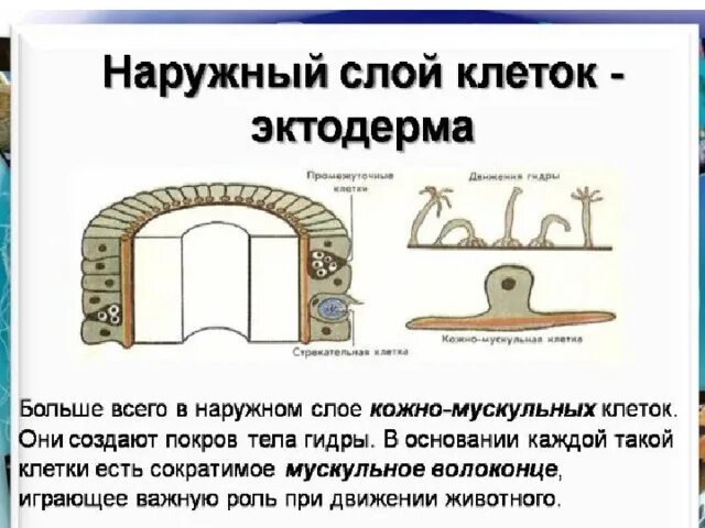 Эктодерма у позвоночных животных. Наружный слой клеток гидры. Наружный слой клеток животных. Наружный слой же. Наружный слой клеток тела медузы называется: б) эктодерма.