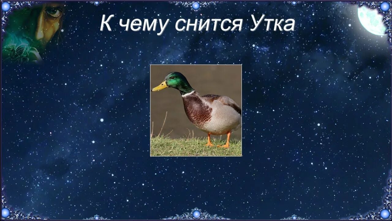 Сонник видеть птиц. Сонник утки. сонник селезень. к чему снится утка. уточка для сна.