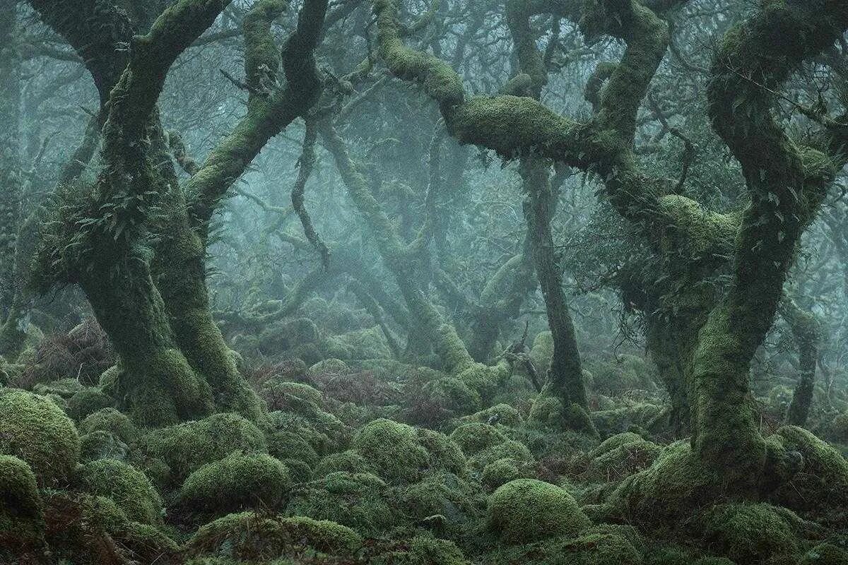 Невероятный лес. Лес Хойя-бачу. Румынский лес Хойя-бачу. Лес Хойя-бачу в Трансильвании.