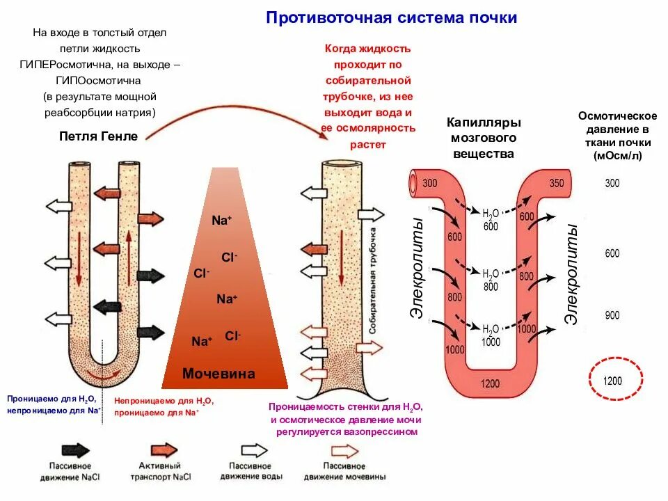 Движение мочи по собирательным трубочкам пирамид. Поворотно-противоточный механизм почки. Механизм концентрирования мочи поворотно-противоточная система. Поворотно-противоточная (множительная) система почки. Поворотно-противоточная система почек схема.