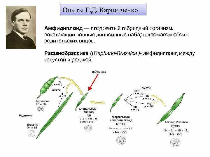 Карпеченко капустно редечный гибрид. Капустно-редечный гибрид Карпеченко. Рафанобрассика. Рафанобрассика это гибрид. Рафанобрассика схема.