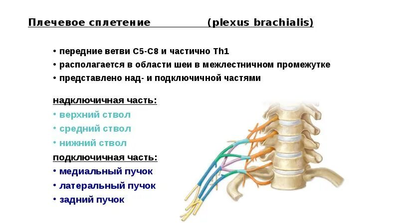 Шейное и плечевое сплетение спинномозговых нервов. Спинномозговые сплетения ветви плечевого. Сплетения спинномозговых нервов. Спинномозговые нервы плечевое сплетение таблица.